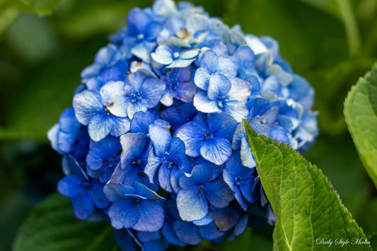 HYDRANGEA